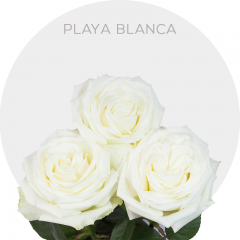 White Playa Blanca Roses 50-60 cm