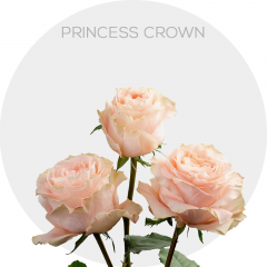 Peach Princess Crown Roses 40-60 cm