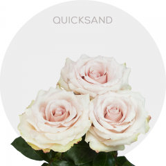 Cream Quicksand Roses 50-60 cm