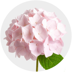 Hydrangeas Baby Pink  Hydrangea 