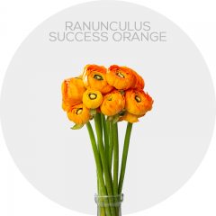 Flowers Ranunculus Orange