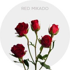 Spray Red Mikado