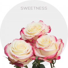 Hot Pink/White Sweetness Roses 50-70 cm