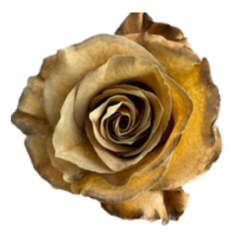 Tinted Mustard Roses 50 cm