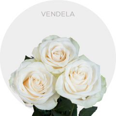 Fresh Cut Vendela White Roses