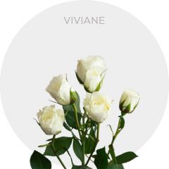 White Spray Viviane 40-60 cm
