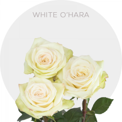 White O'hara Roses 40-60 cm